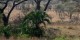 Tanzanie - 2010-09 - 162 - Serengeti - Lionne